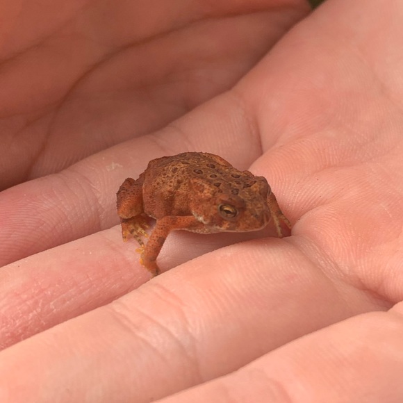 Meet your Posher, Isabelle - Picture 1 of 1